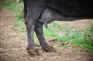 Fototapeta premium Close-up of a water buffalo's legs and udder, covered in dried mud, standing on a dirt path with grass in the background, showcasing the details of the animal's lower body
