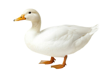 High-Quality Isolated Image of a Duck on a transparent Background for Use in Various Design and Marketing Projects