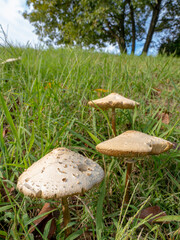 草むらのきのこ