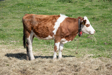 Vaches qui s'épanouissent dans les pâturages