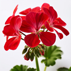 Fiori di geranio su sfondo bianco