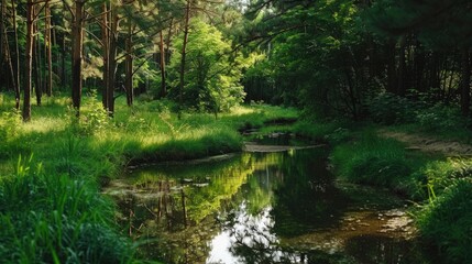 Fototapeta premium Serene Stream Through a Lush Forest