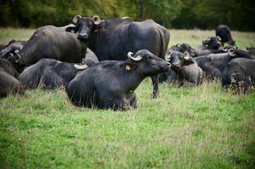 Herd of water buffaloes resting in a grassy field, surrounded by nature, with a few buffaloes laying down in the foreground, highlighting the peaceful rural environment