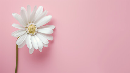 Single White Daisy Flower on Pink Background with Copy Space