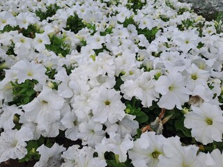 white flowers in the garden