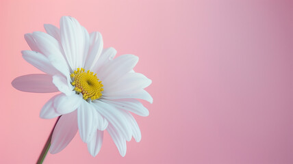 Single White Daisy Flower on Pink Background with Copy Space