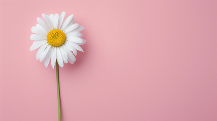 Obraz premium Single White Daisy Flower on Pink Background with Copy Space