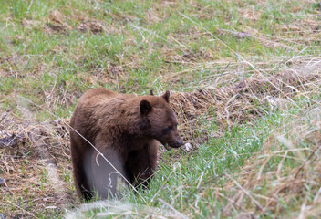 Fototapeta premium Black Bear in Springtime in Yellowstone National Park Wyoming