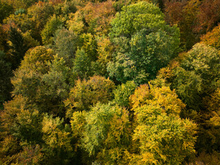 Fototapeta premium aerial view of an autumnal mixed forest with colorful leaves on the Swabian Alb, Baden-Württemberg, Germany