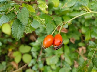 Hagebutten