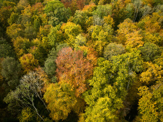 aerial view of an autumnal mixed forest with colorful leaves on the Swabian Alb, Baden-Württemberg, Germany