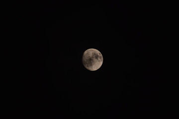 selective focus picture of moon in the forest