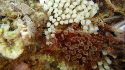 Encapsulation of eggs and embryos by Southern oyster drill or Redmouthed rocksnail (Stramonita haemastoma) close-up undersea, Aegean Sea, Greece, Halkidiki, Kakoudia beach