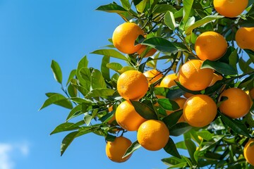 Lush Orange Tree Loaded with Ripe Oranges Against a Clear Blue Sky