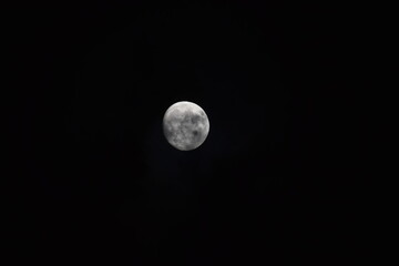 selective focus picture of moon in the forest