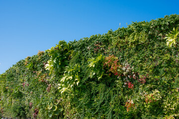 A wall of green grass and flowers with a blue sky background