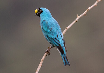 Blue bird eating seed