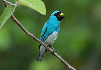 blue bird regurgitating seed