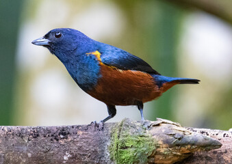 bird on the branch