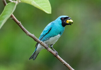 Bird eating seed