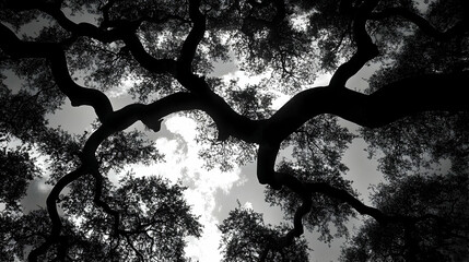 Close-Up of a Tree's Intricate Network of Branches Highlighting Natural Patterns and Textures