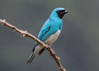 beautiful blue bird