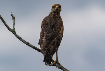 bird of prey