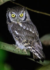 small owl