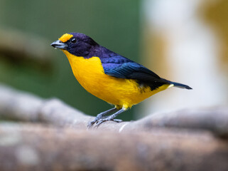 yellow and blue bird