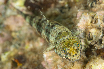 A reef lizardfish, Synodus sp., waits to ambush prey on a coral reef in Indonesia. Lizardfish are...