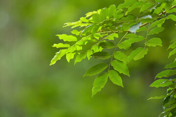 green leaves background