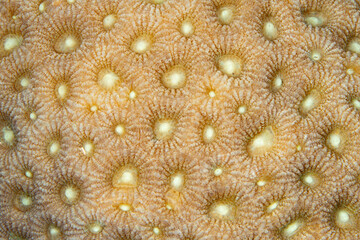 Detail of a reef-building coral colony growing on a shallow reef in Indonesia.