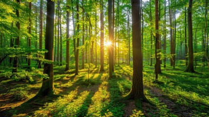 Fototapeta premium Sunlight Filtering Through a Lush Forest