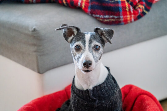 Jack Russell Terrier