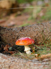 Small Amanita Muscaria