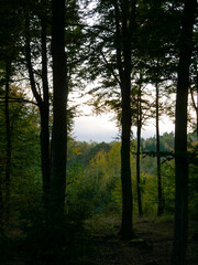 Obraz premium Sunset in the Beech forest during summer. Golden lighting through the foliage of the trees. Beautiful landscape photography.