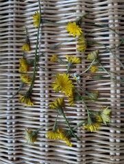 Yellow flowers basket summer mood green plant