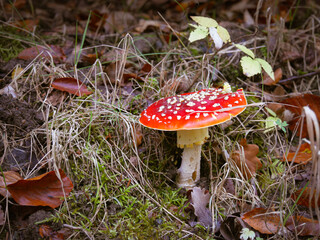 Toadstool: Amanita Muscaria in the forest.
