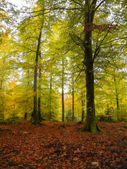 Obraz premium Autumn forest landscape