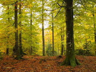 Beautiful autumn forest. Colorful landscape photography.