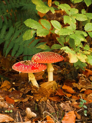 Two Amanita Muscaria