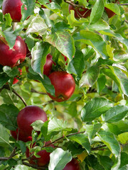 Red apples on the tree