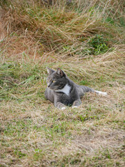 Cat laying in the grass