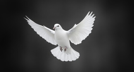 Obraz premium Flying white dove with open wings on a black background