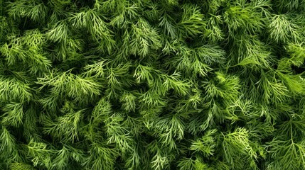 A seamless spread of fresh dill sprigs, tightly arranged to fill the entire frame with their bright green color and feathery textures.