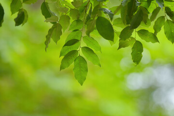 green leaves background