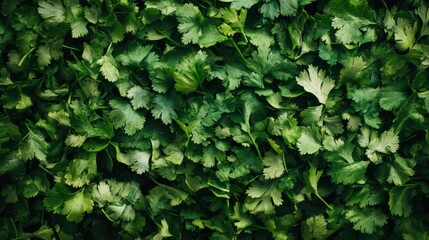 A surface densely covered with fresh cilantro leaves, filling every inch of the frame with their bright green, aromatic tones and delicate textures.