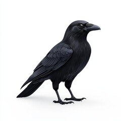 Fototapeta premium Black raven, white isolate background