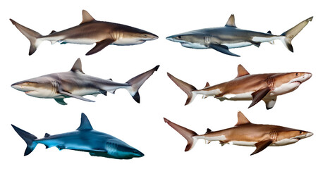Shark species swimming poses isolated on transparent background
