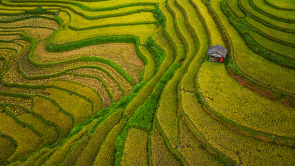 An aerial view of vibrant golden rice terraces curving across the hills, with small traditional huts nestled in between, showcasing the harmony between agriculture and nature in a lush landscape.